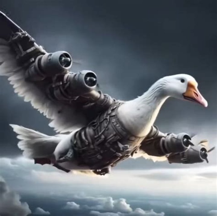 Are Bracco Italianos rare?