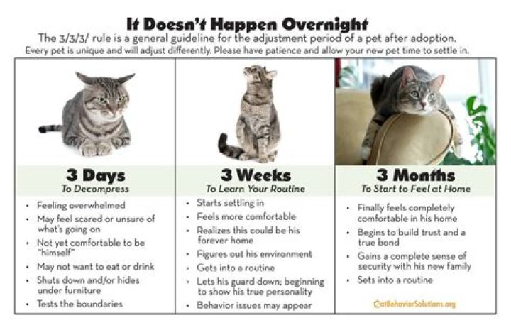 How long does it take for cats to adjust to a new home?