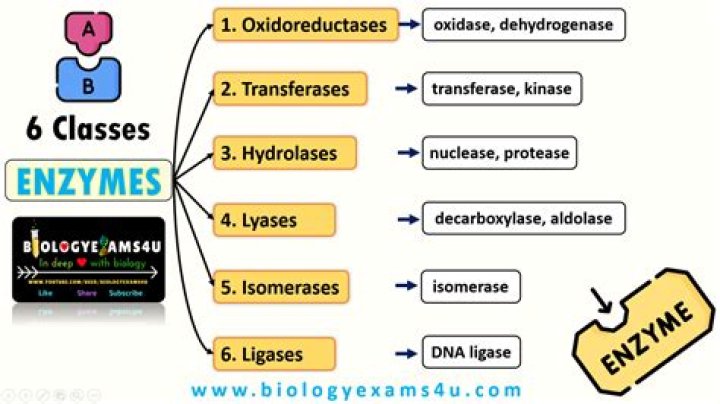 What class of enzymes does TEM-1 beta-lactamase belong to?