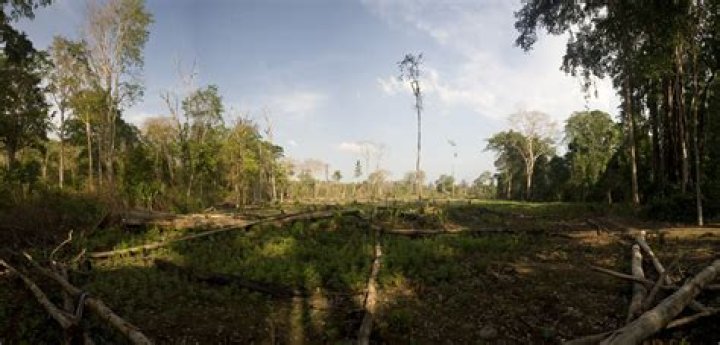 What is causing the loss of habitat in the Amazon rainforest?