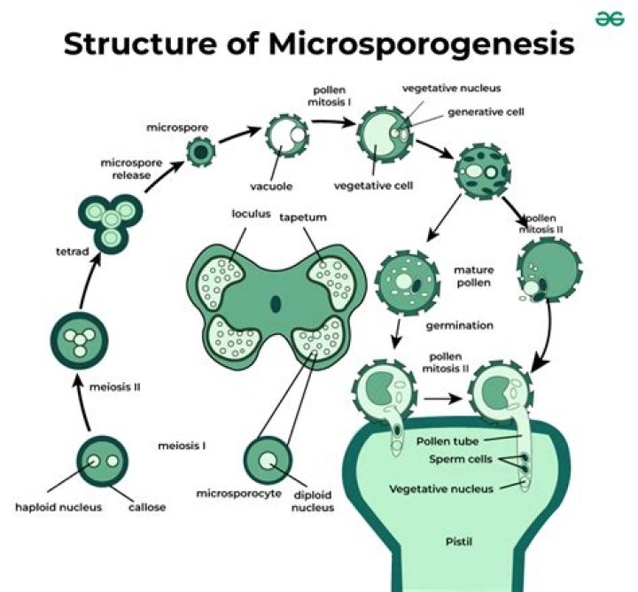 What is formed within the microsporangia?
