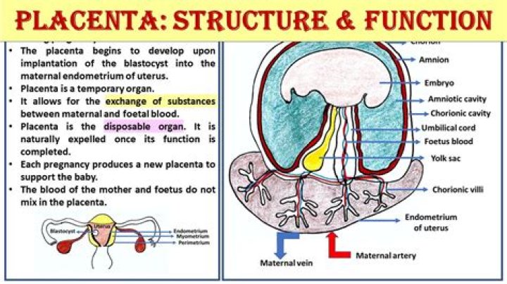What is the function of the akinete?