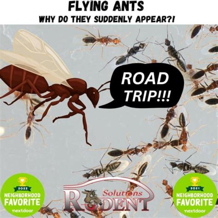 Why are there suddenly flying ants in my house?